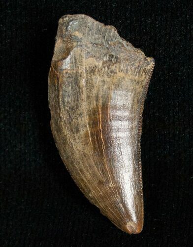 Large Inch Raptor Tooth - Montana #5671